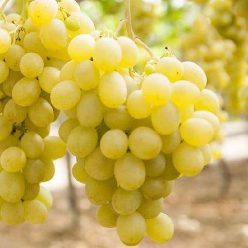 main_UVABIANCAREGINADEIVIGNETI